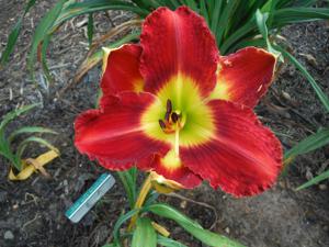 PASSION FOR RED